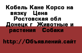 Кобель Кане-Корсо на вязку › Цена ­ 5 000 - Ростовская обл., Донецк г. Животные и растения » Собаки   